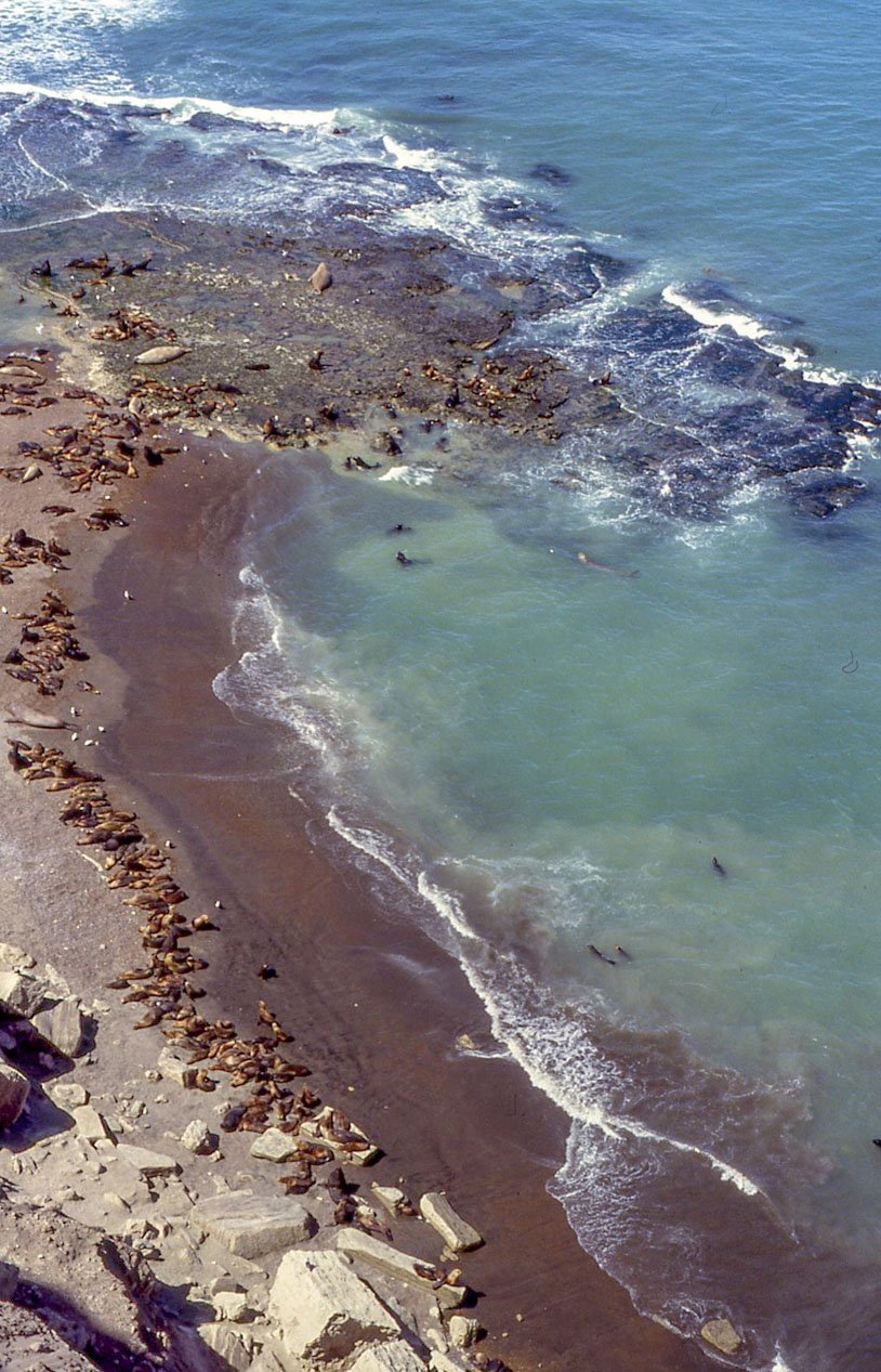 Valdés Peninsula 17